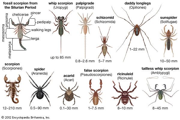 arachnid diversity