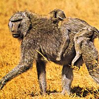 anubis baboons (Papio anubis)