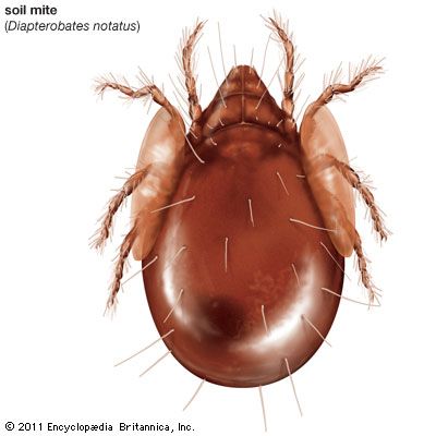 soil mite