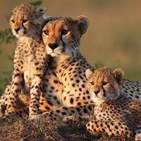 The cheetah is the fastest land animal over short distances. It has become an endangered species in Africa, and is almost extinct in Asia. Cheetah mother with young. Cheetah cubs