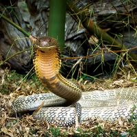 King Cobra snake in Malaysia. (reptile)