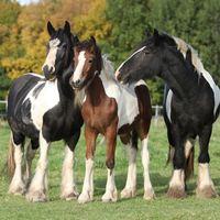 Irish Cob horse