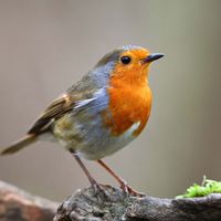 European robin (Erithacus rubecula)