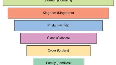 animal taxonomy