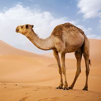 Arabian Camel (Camelus dromedarius) in the Sahara Desert sand dunes. (pack animal; sand; Morocco; Africa; African desert; mammal; dromedary; drought)