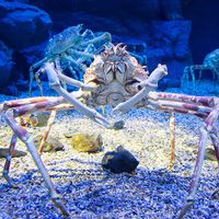 Japanese spider crab