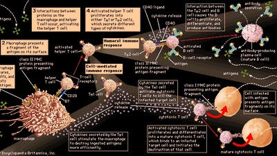 immune stimulation by activated helper T cells