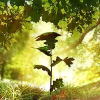 Oak seedling beneath large oak trees.