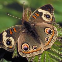 Buckeye butterfly