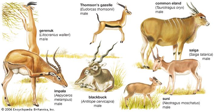 different kinds of antelopes