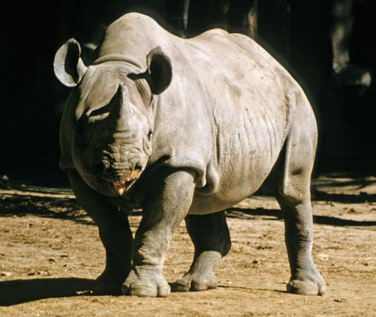 black rhinoceros