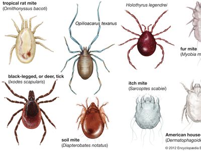 diversity of Acari