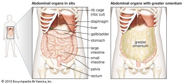 abdominal organs