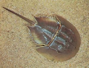 Horseshoe crab (Limulus polyphemus)