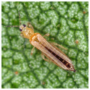 Thrips