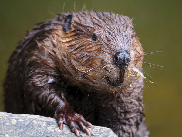 European beaver, now back in Britain