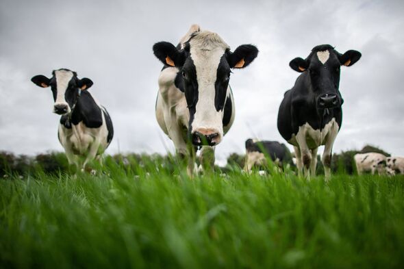 Bird flu has crossed over to cows in America