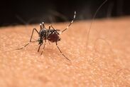 zika virus outbreak thailand