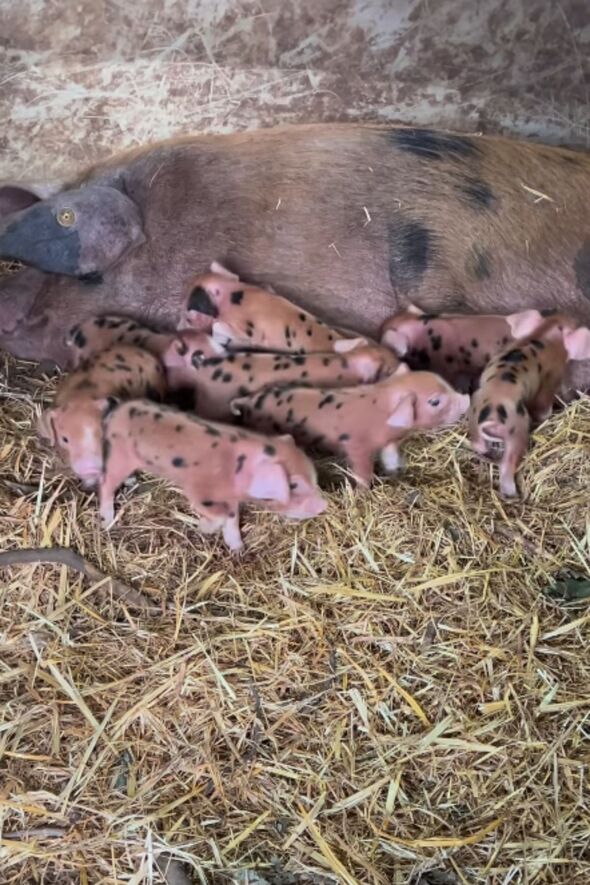 Clarkson's Farm pigs