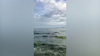 Sea turns green amid algae bloom on Thai beach