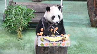 Second panda ever born in Taiwan celebrates fourth birthday with cake