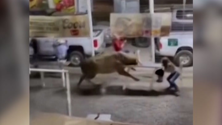 Rodeo bull flips bystander using horns after hopping arena fence