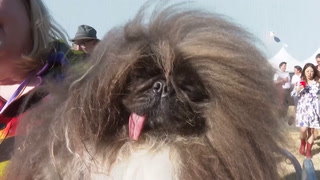 Meet Wild Thang - the world’s ugliest dog