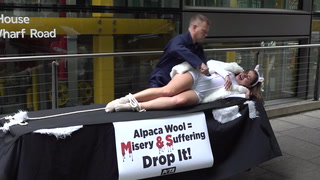 Peta activists perform demonstration outside M&S HQ over alpaca wool