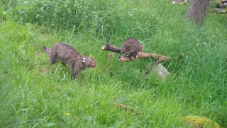 Critically endangered wildcat kittens born in Scottish national park