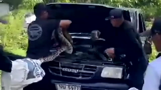 Massive 14ft python pulled out of car engine by police