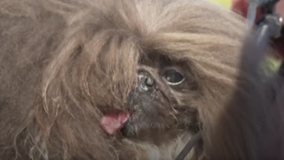 Meet the loll-tongued Pekingese ‘Wild Thang’ named world’s ugliest dog