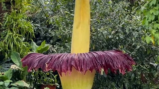 World’s smelliest plant blooms at Kew Gardens