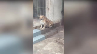 Overweight leopard compared to Disney character ‘too old to diet’