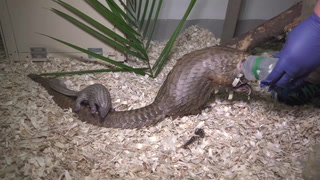 White-bellied pangolin pup born at Brookfield Zoo Chicago