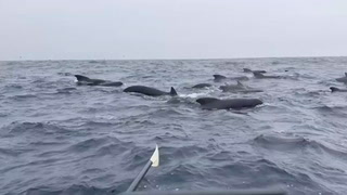 Pod of whales surrounds rower in Atlantic: ‘So scary’