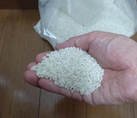 Shortages of Japanese rice, pictured in this file photo taken on Aug. 14, 2024, have continued in Japan. (Mainichi/Shiro Sakamaki)