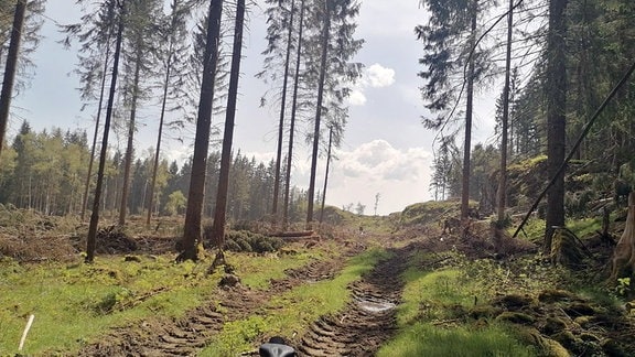 Waldlandschaft mit hohen und dünnen Bäumen mit wenig Nadeln. Der Boden ist uneben und mit Gras, Moos und einigen umgefallenen Baustämmen bedeckt. Die Erde ist zerfahren - vermutlich von einem großen Arbeitsgerät oder Traktor. Am Bildrand ist ein Fahrrad zu sehen.