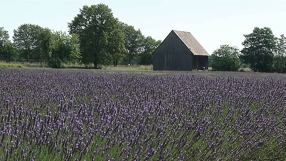 Landschaftsaufnahme mit Lavendelfeld und Scheune im Hintergrund