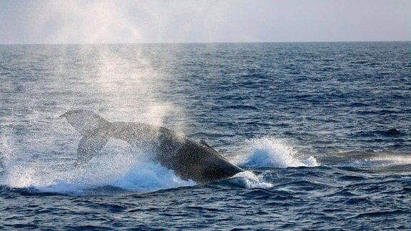 Der Schwanz eines Buckelwals (Megaptera novaeangliae) schaut aus dem Wasser.