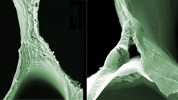 Rasterelektronenmikroskopische (REM) Aufnahmen von Balsaholz (links) und delignifiziertem Holz verdeutlichen die strukturellen Veränderungen.