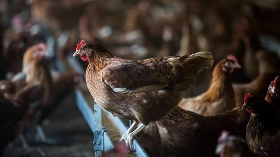 Fokus auf Freilandhuhn in Stall, unscharf drum herum und im Hintergrund viele weitere Hühner, cineastische Farben, recht dunkel, Licht von außen