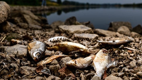 Tote Fische liegen am 19. August 2022 in und an der Oder bei Lebus in Brandenburg
