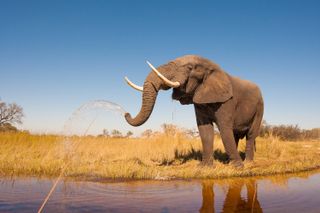 An African elephant with an impressive set of tusks.