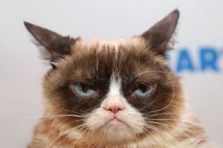 Grumpy Cat died at age 7.