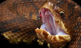 A close-up of a cottonmouth's mouth