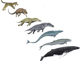 The last shore-dwelling ancestor of modern whales was Sinonyx, top left, a hyena-like animal. Over 60 million years, several transitional forms evolved: from top to bottom, Indohyus, Ambulocetus, Rodhocetus, Basilosaurus, Dorudon, and finally, the modern humpback whale.