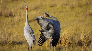 A grey bird with a long neck and long legs bends over backward in a mating dance on a yellow-grassy plain.