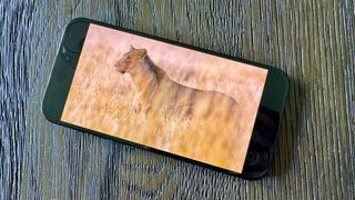 Apple iPhone 15 Plus smartphone with image of big cat on screen