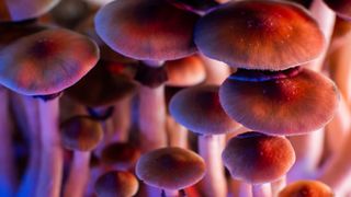 A cluster of psilocybe cubensis mushrooms, commonly known as magic mushrooms or shrooms