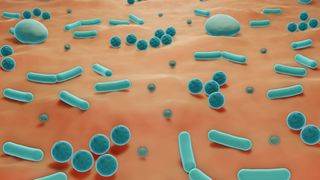 vector illustration of the skin microbiome showing bacterial and fungal cells on the skin